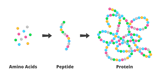 Peptides vs Proteins: What's the ...